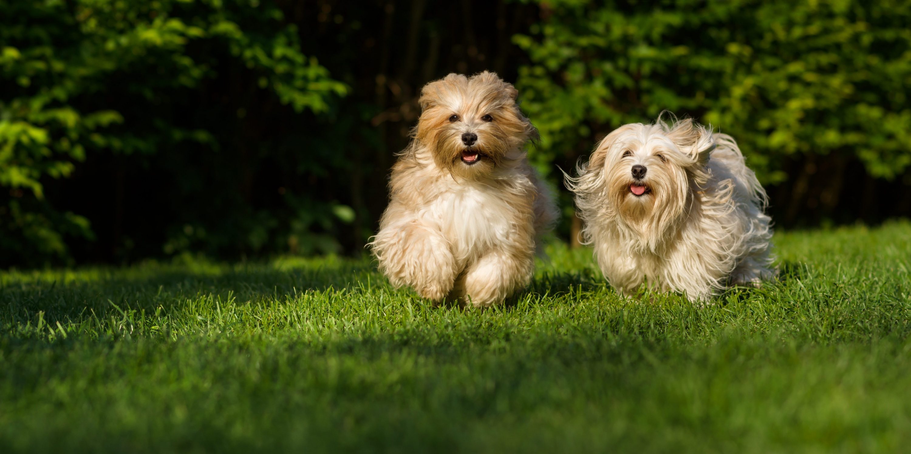 BetterBred.com – Conservation of canine genetic diversity